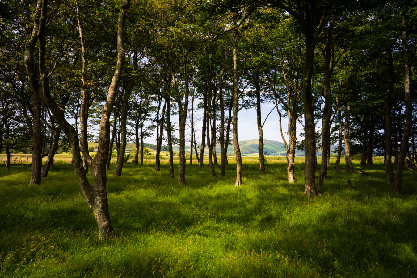 Ynysymaengwyn woodland