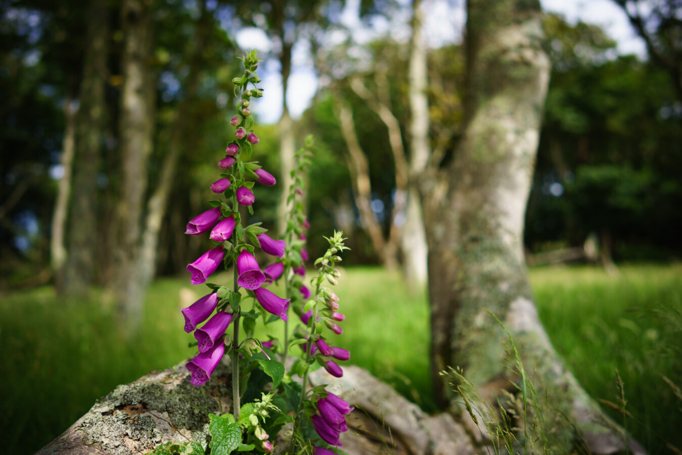 Foxglove plant