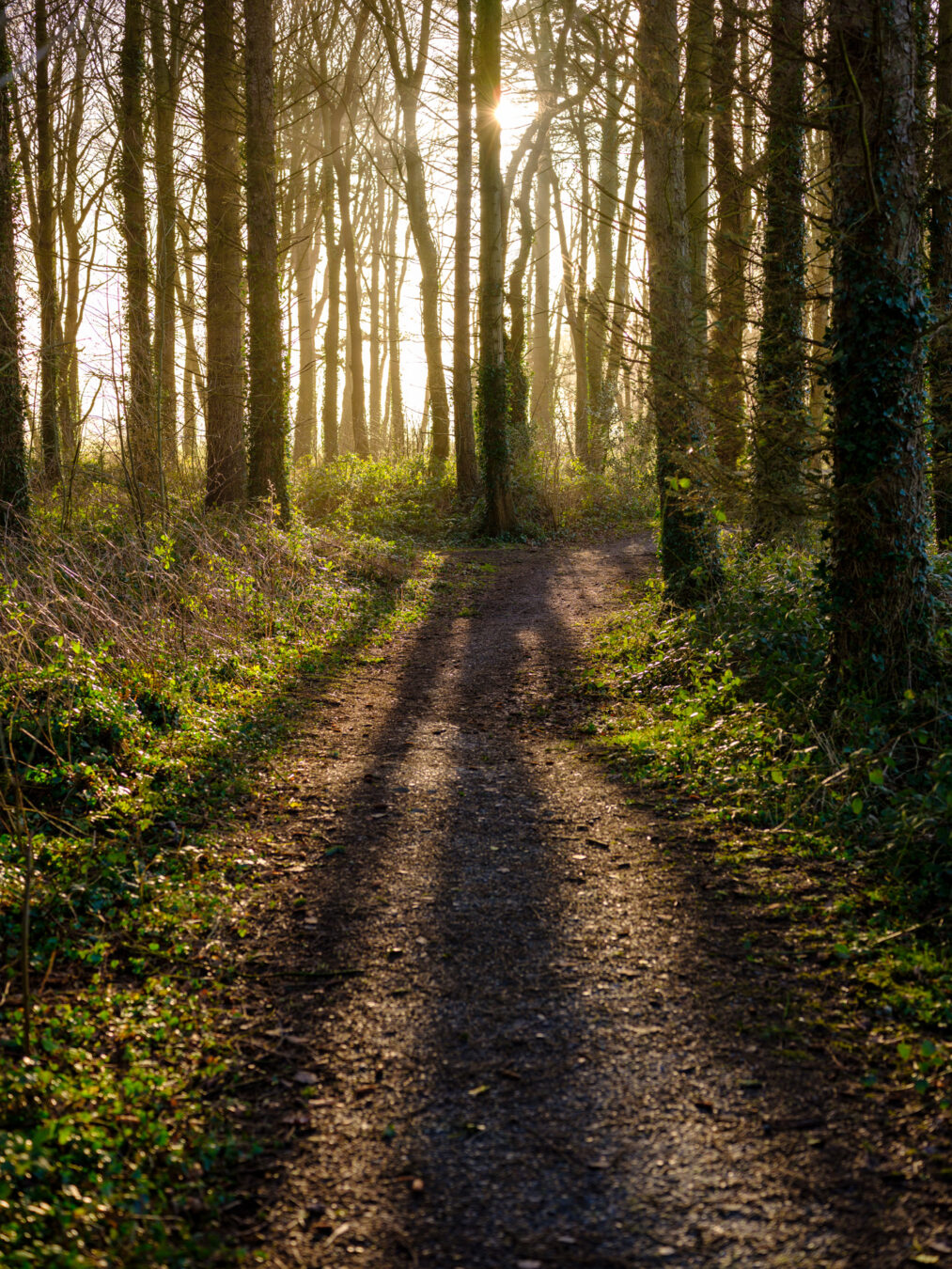 Ynysymaengwyn woodland