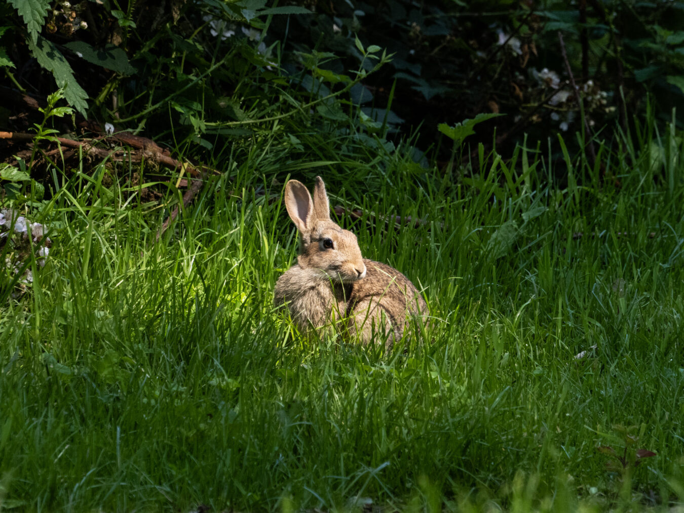 Rabbit