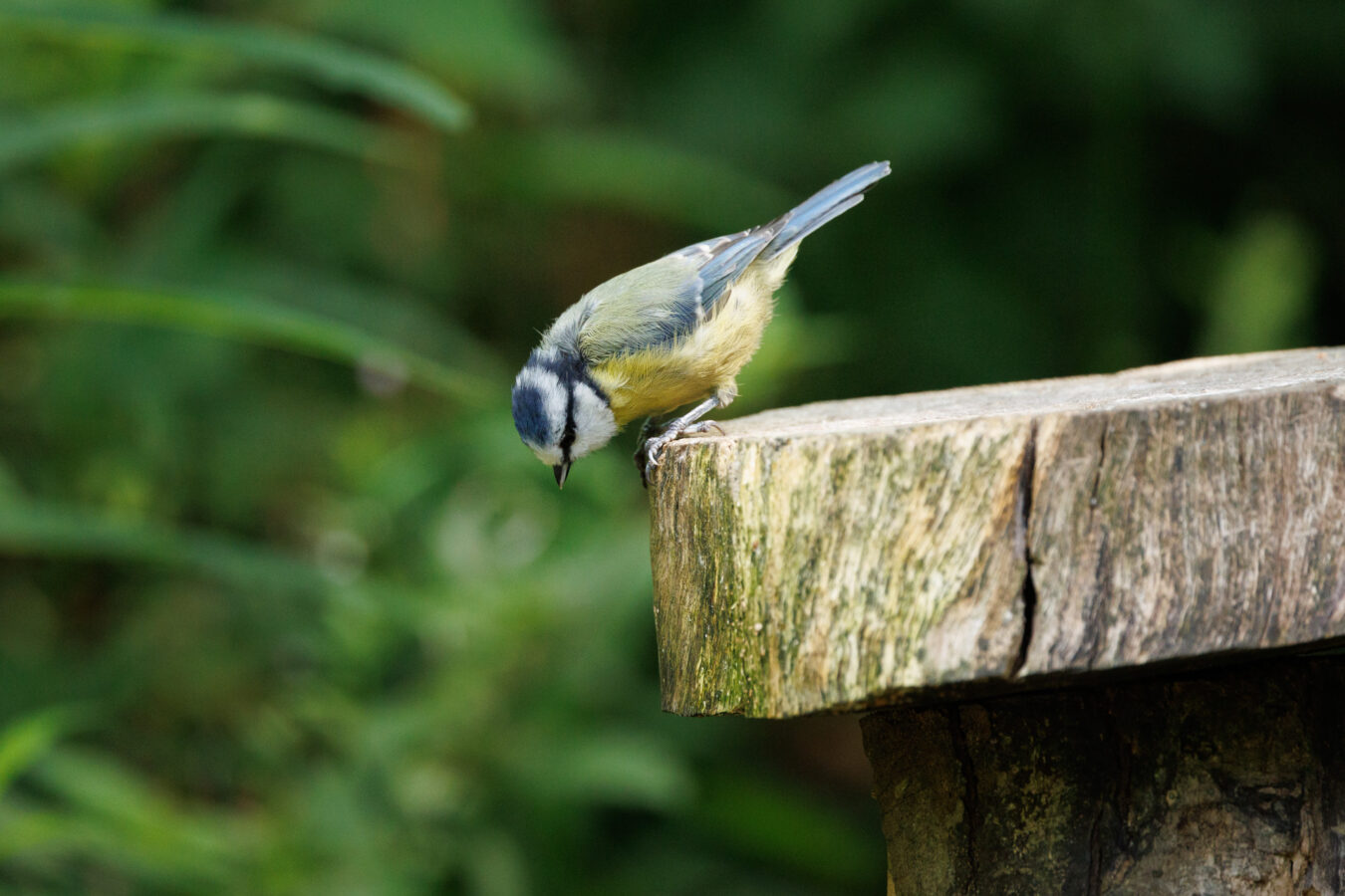 Blue tit