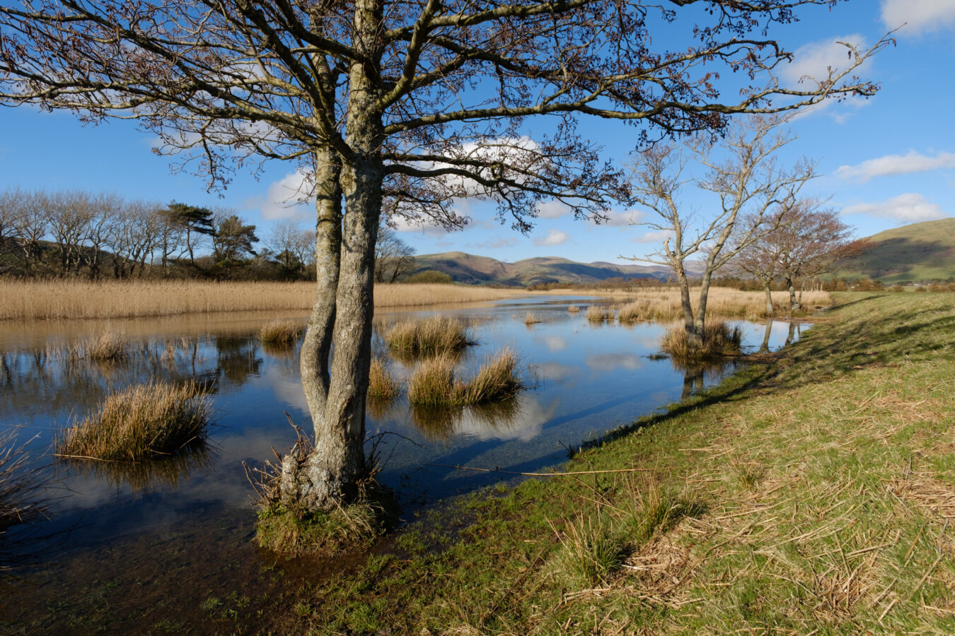 Trees along the Dysynni river walk