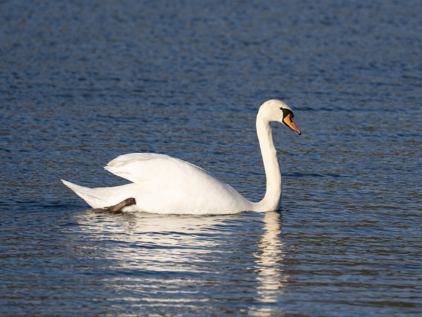 Adult swan in the water