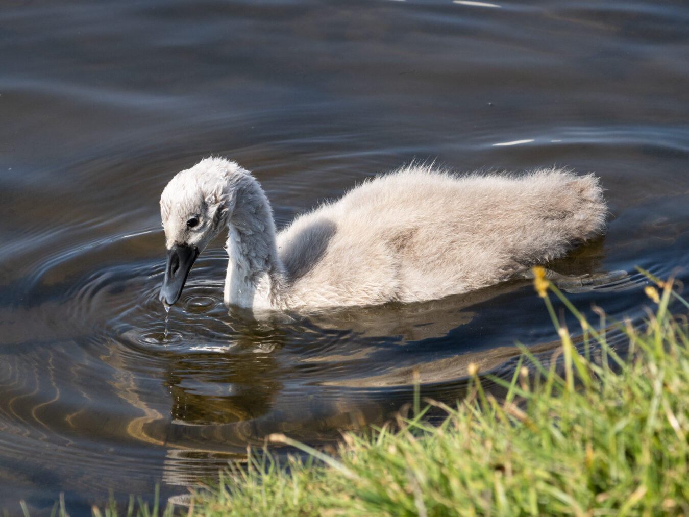 Young cygnet in the water