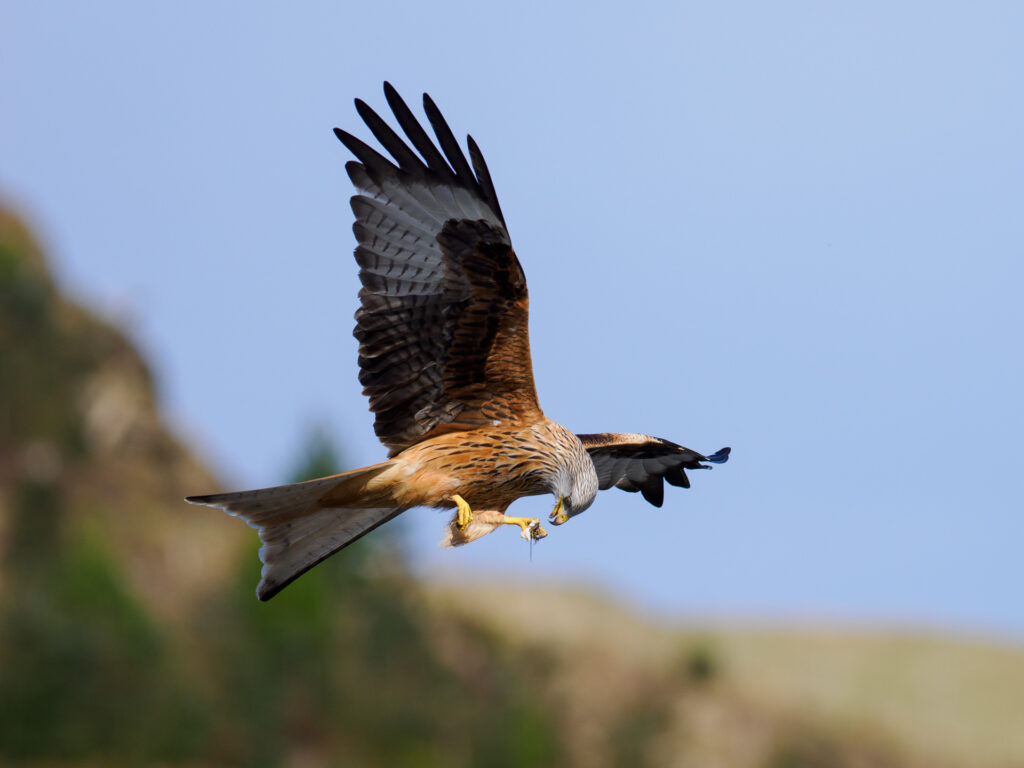 Red kite in flight with a piece of meat in its claws