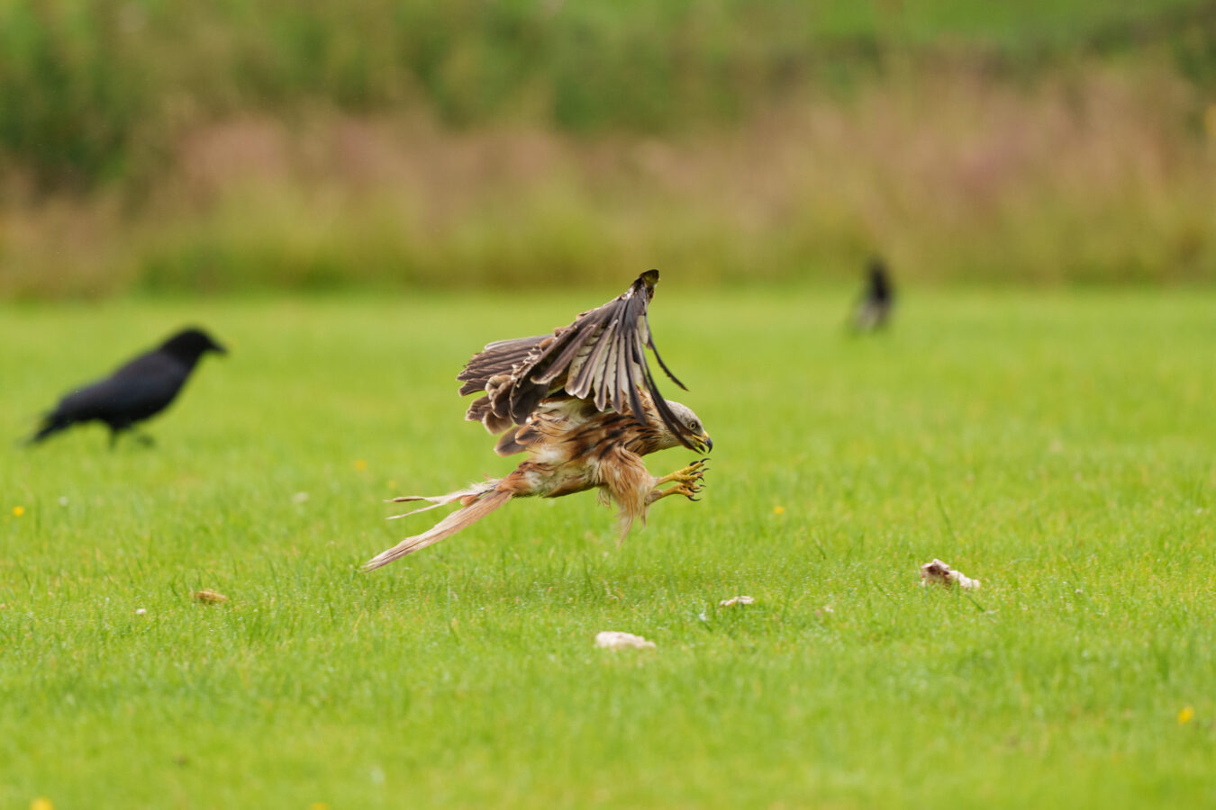 Red kite about to grab a piece of meat