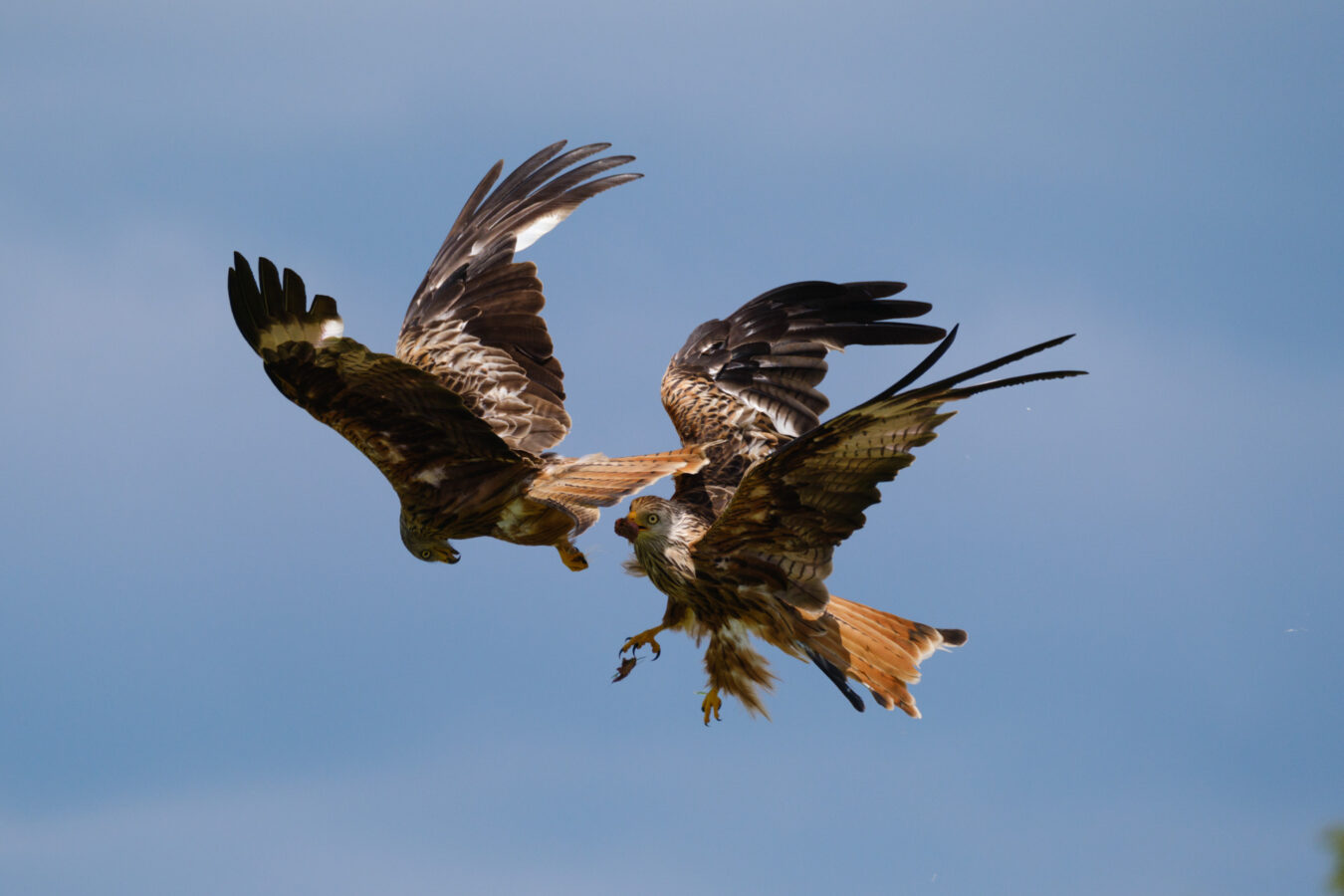 Two red kites fighting in the air