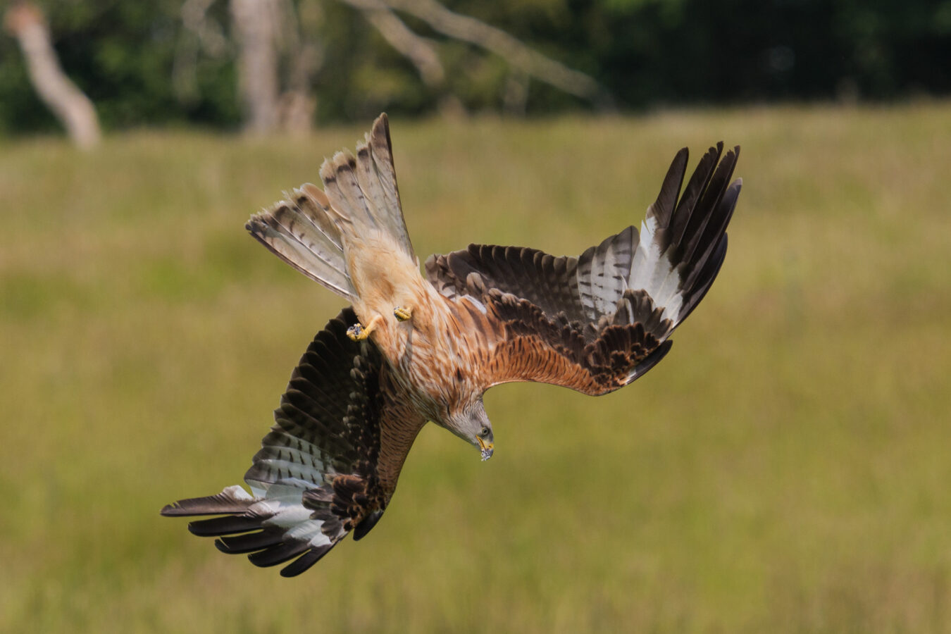 Red kite flying down