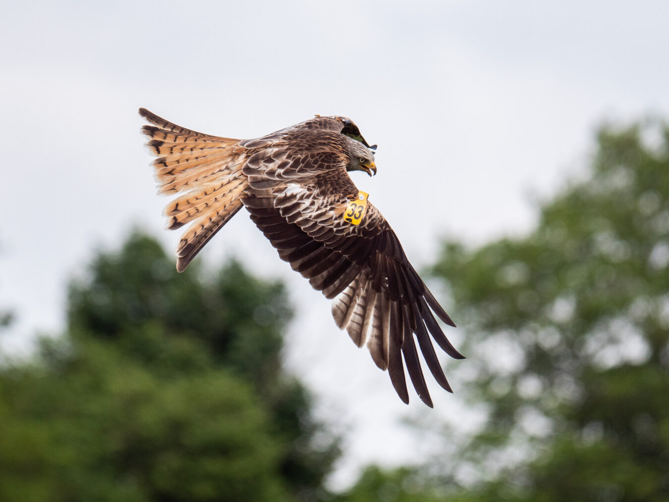 Red kite with yellow tag