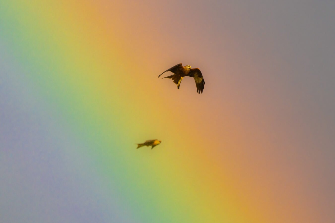 Red kite flying with large rainbow on the background