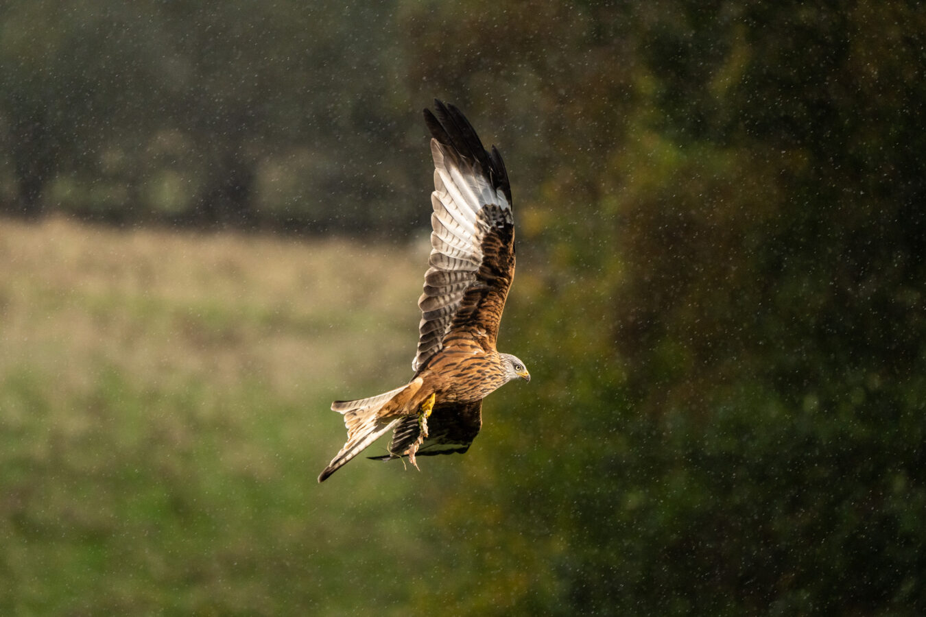 Red kite changing direction in the rain.