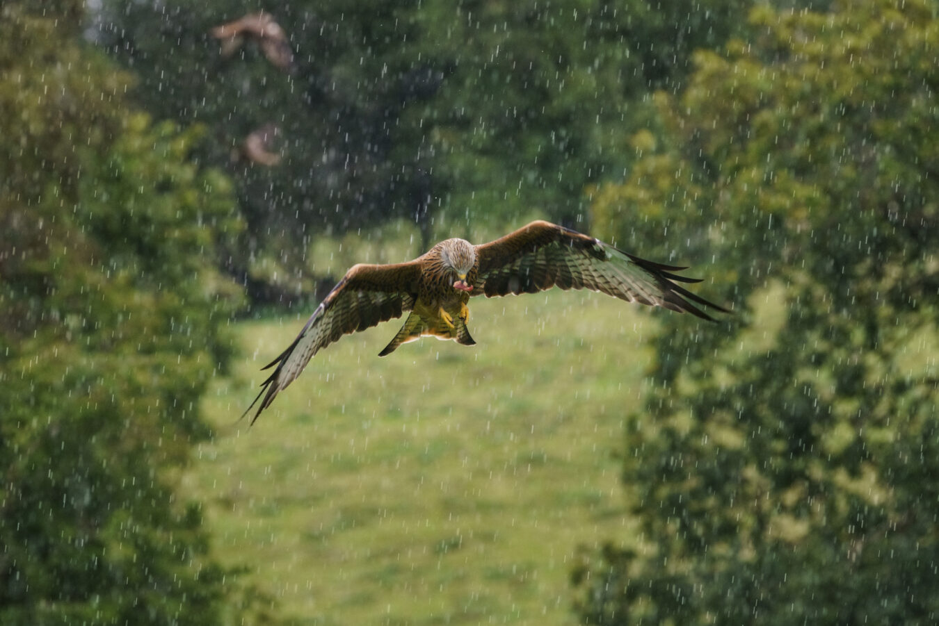 Red kite flying up on a rainy day.