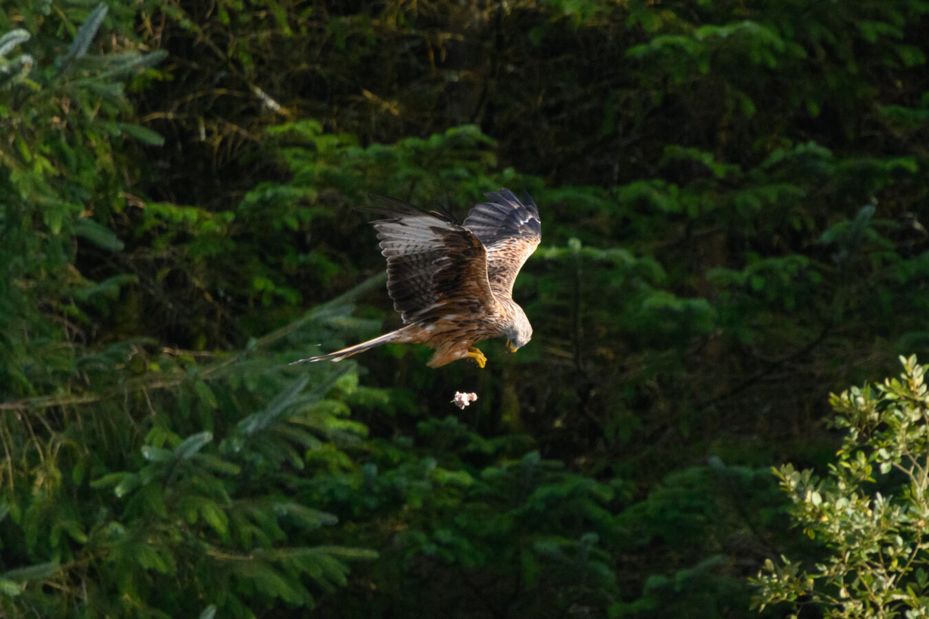 Red kite in flight loosing a piece of meat