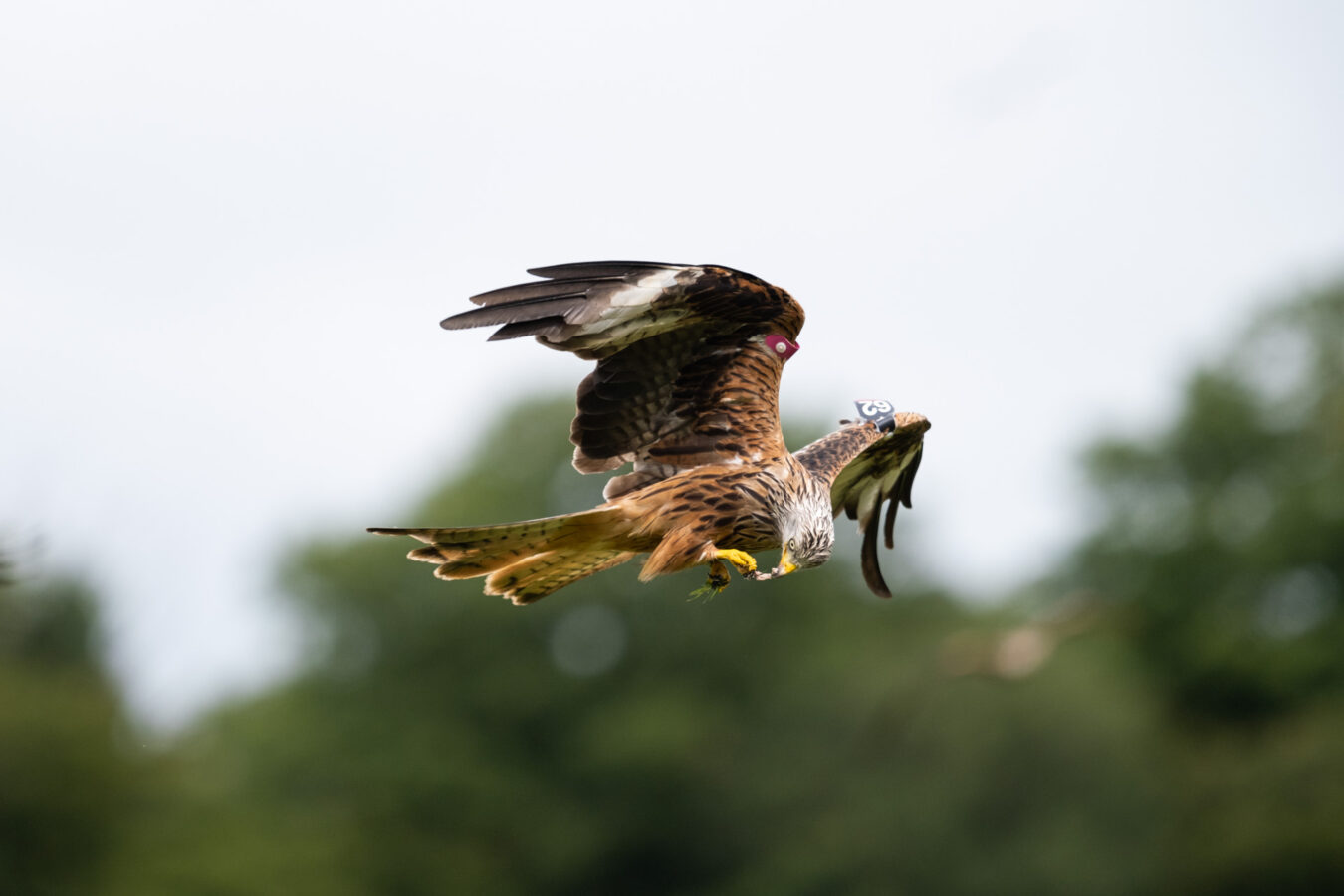 Red kite eating while flying