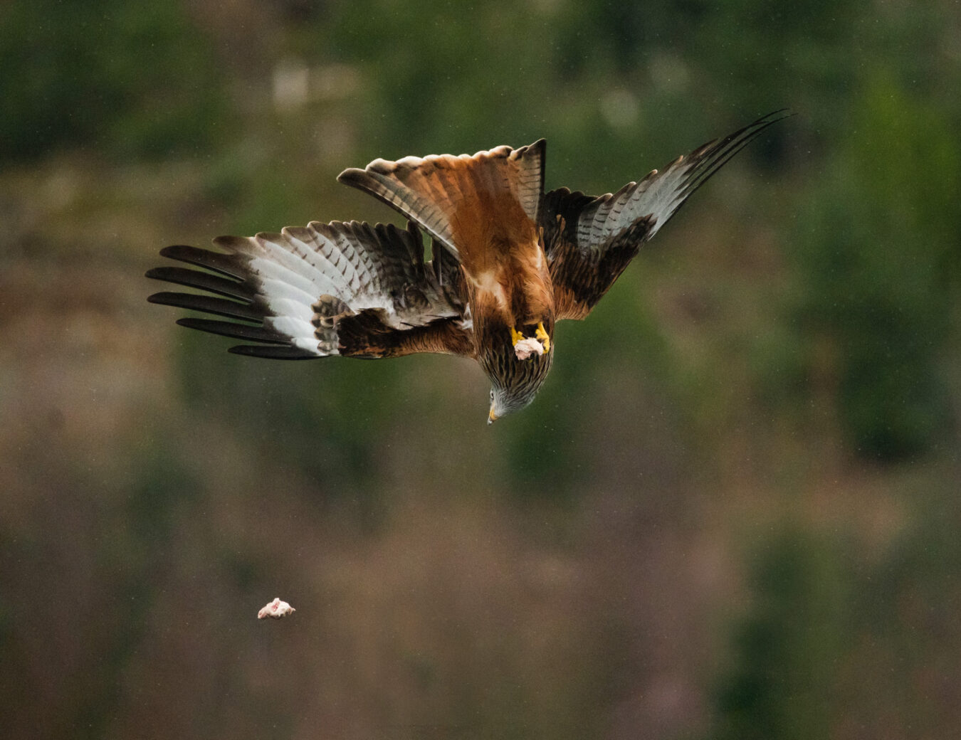 Red kite in flight aiming a piece of meat falling down