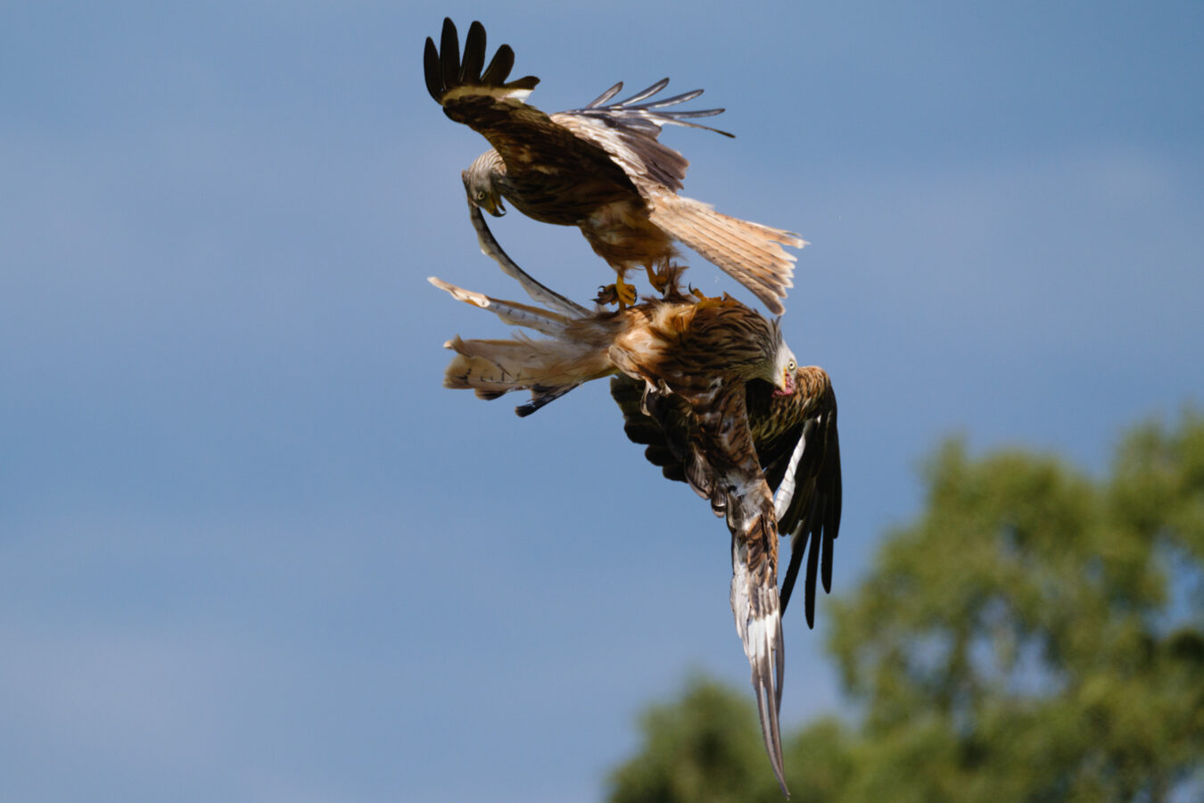 Two red kites fighting in the air