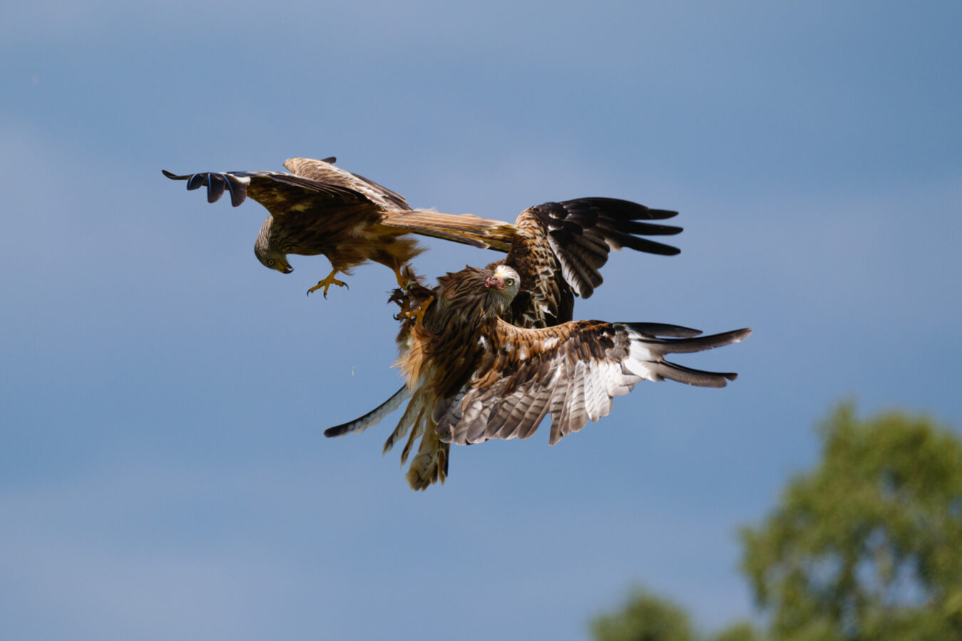 Two red kites fighting in the air