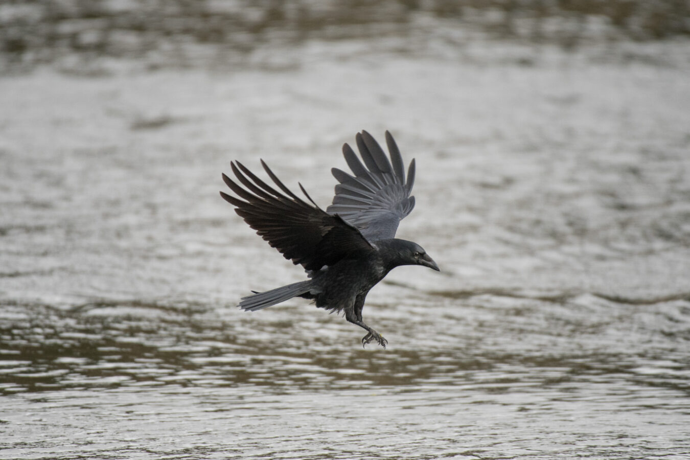 Crow in flight above water