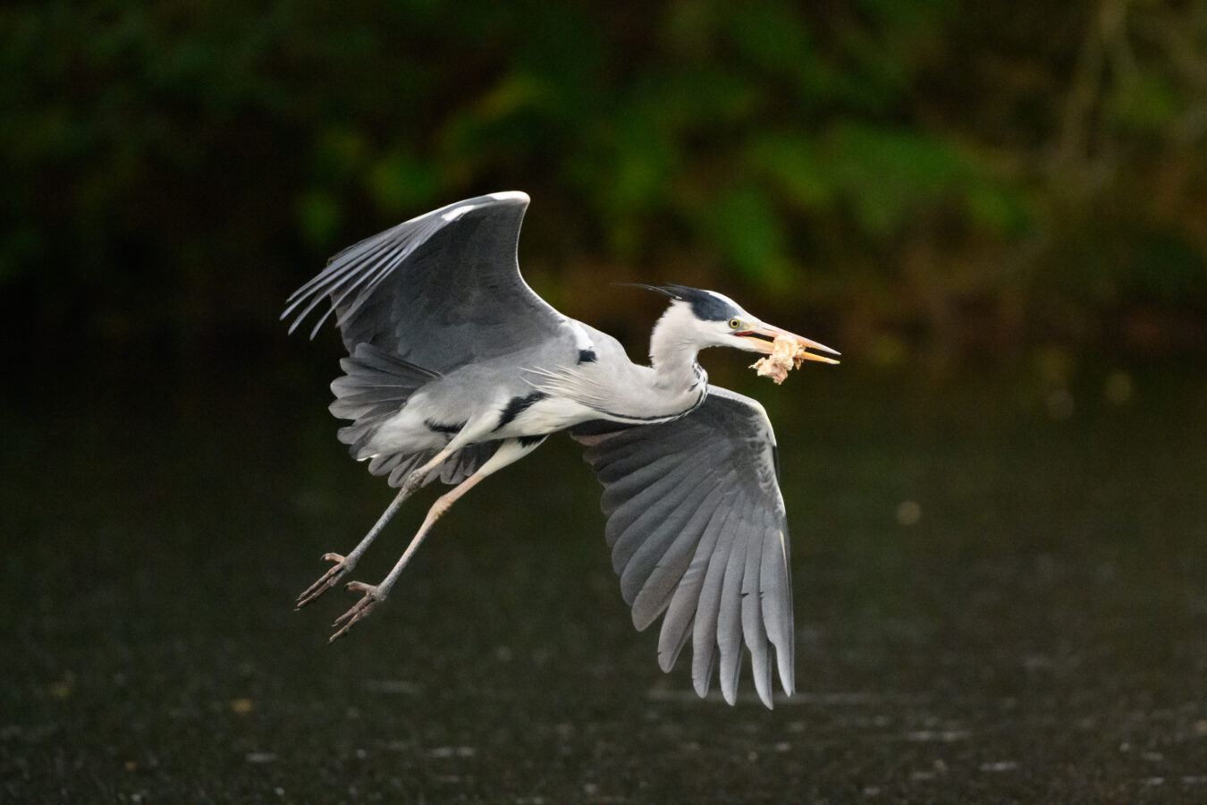 Grey heron in flight with a piece of meat in its beak