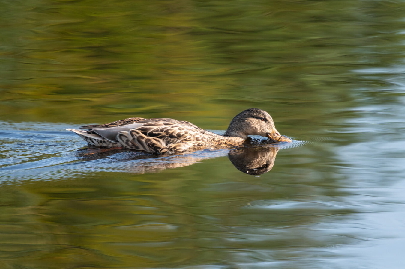 Mallard swimming in the water