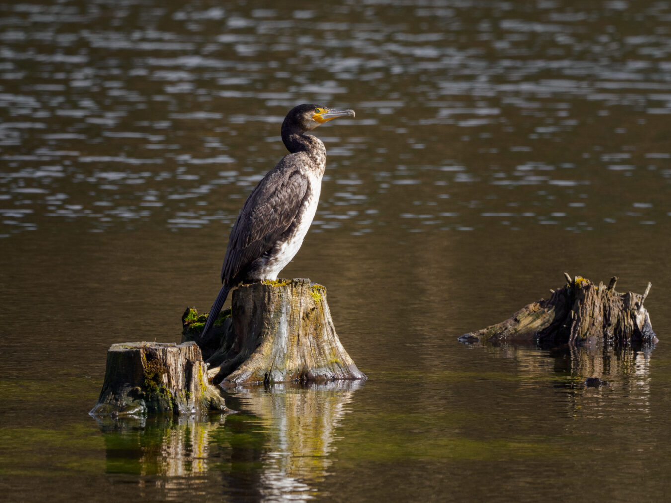 Cormorant resting on a log in the water