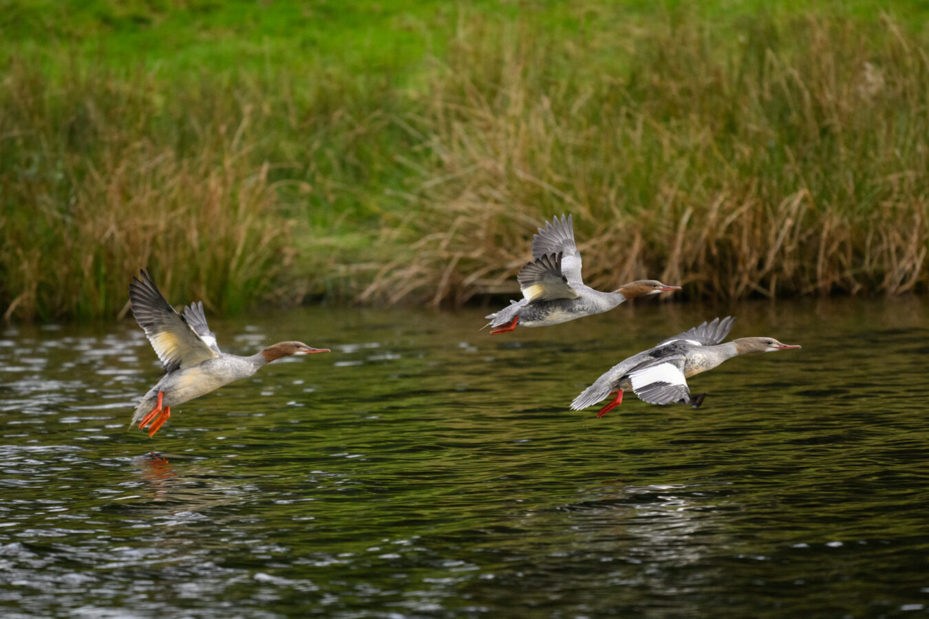 Three Goosander taking flight from the lake