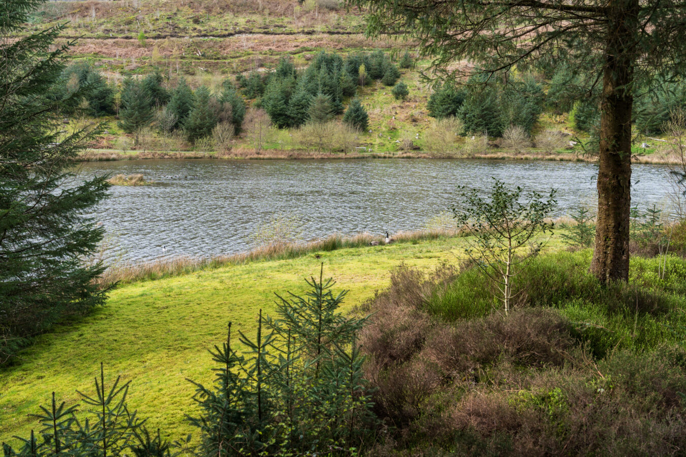 View from the hide