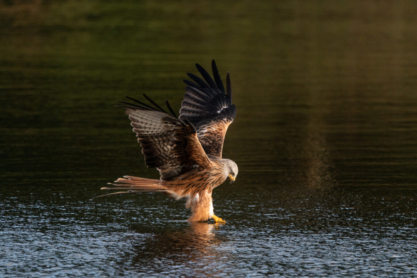 Red kite grabbing food in the water