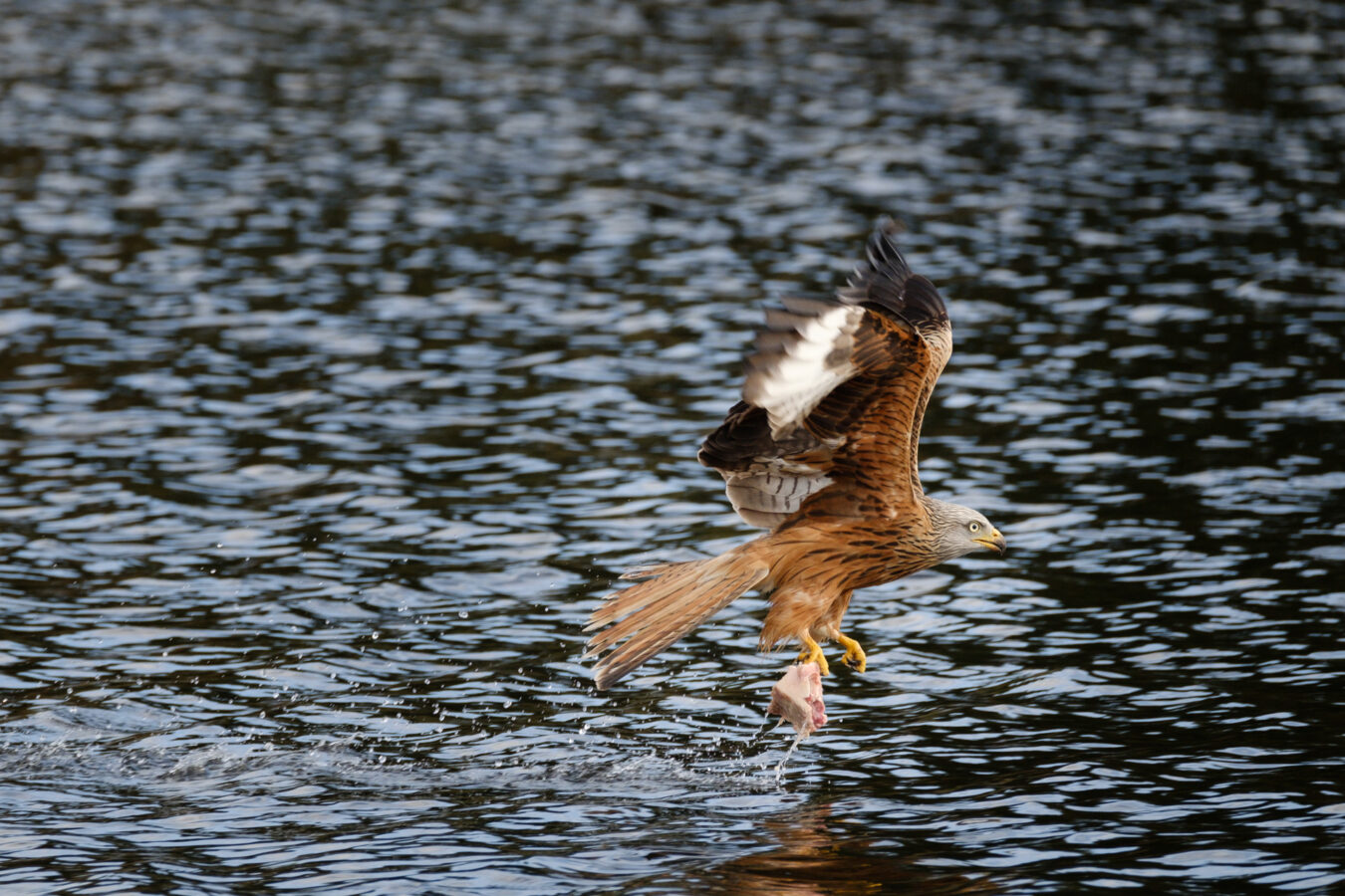 Red Kite flying above water with a piece of meat in its feet