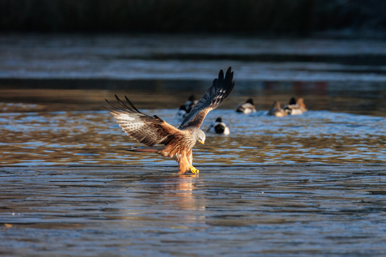 Red kite grabbing food in the water