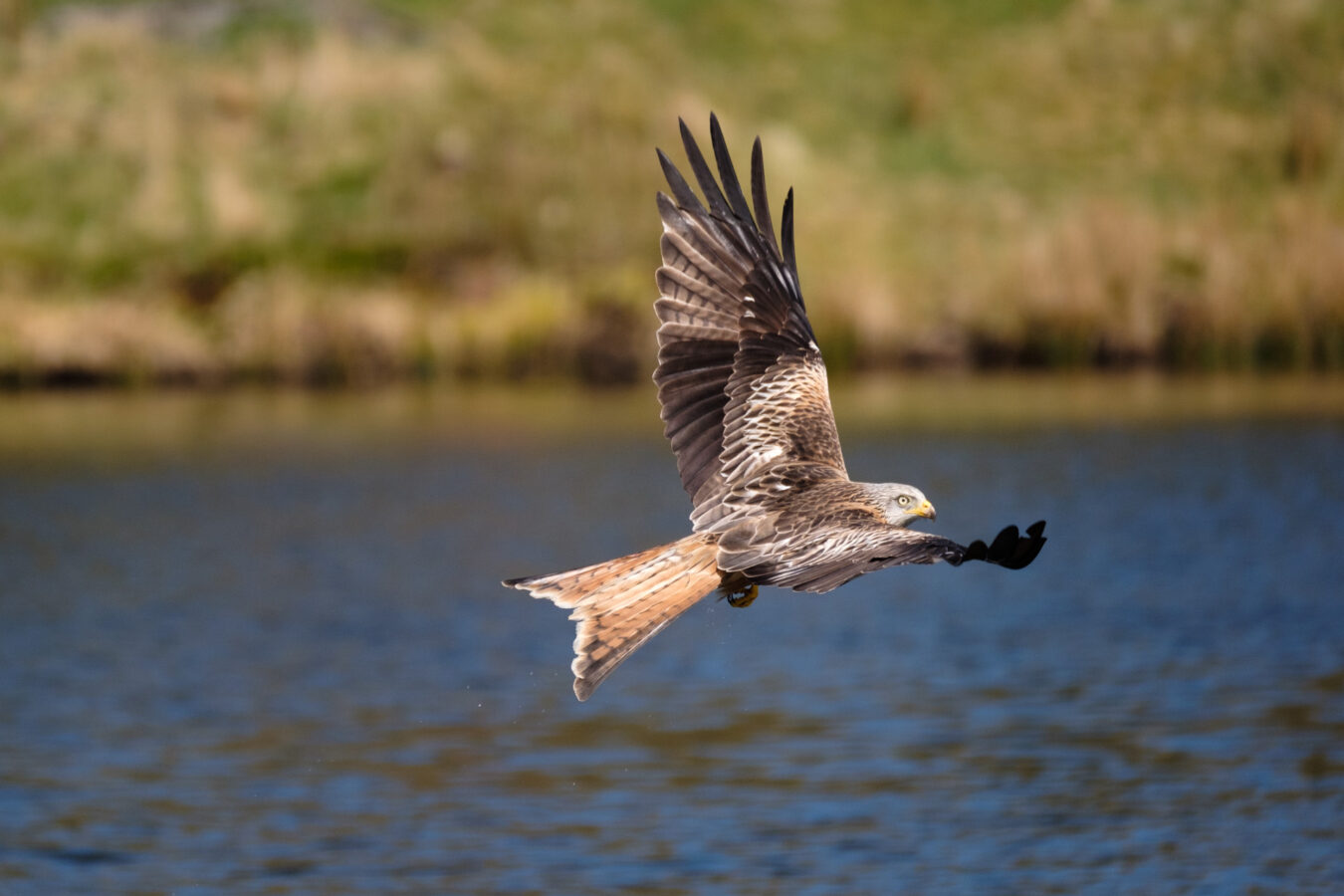 Red kite flying above the lake