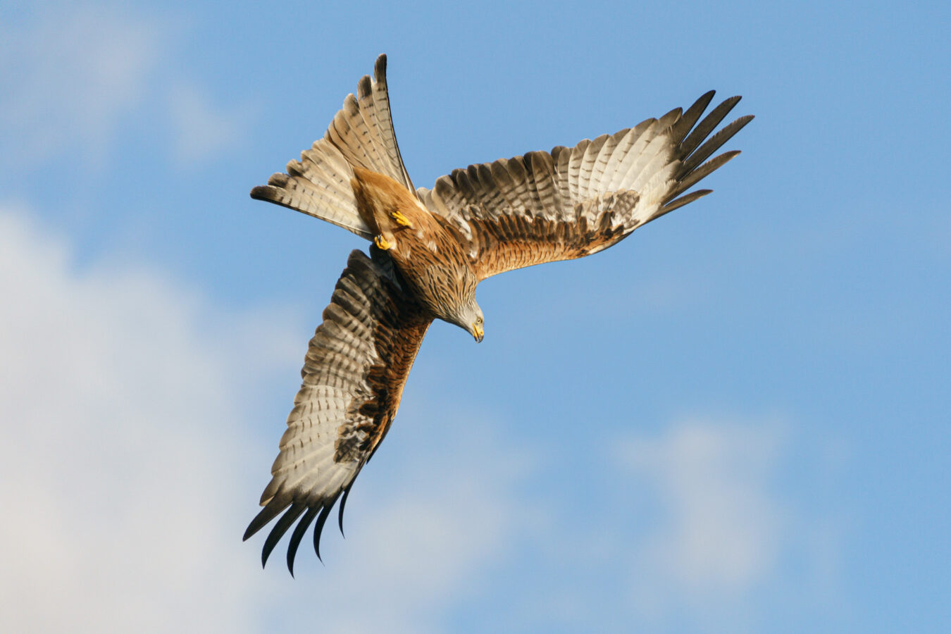 Red kite flying in the sky