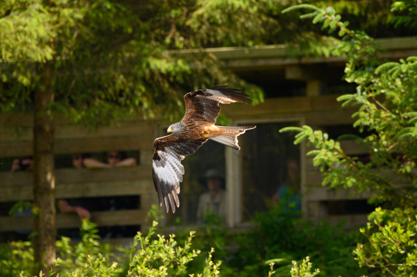 Red kite passing in front of the hide