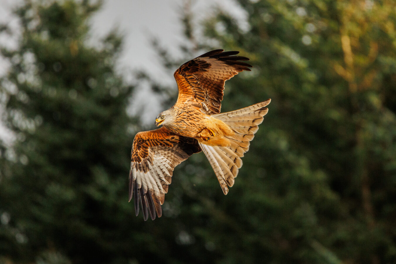 Red kite in front of trees