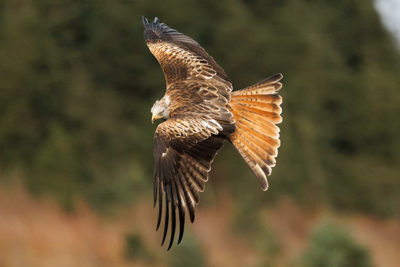 Red kite changing direction in mid-air