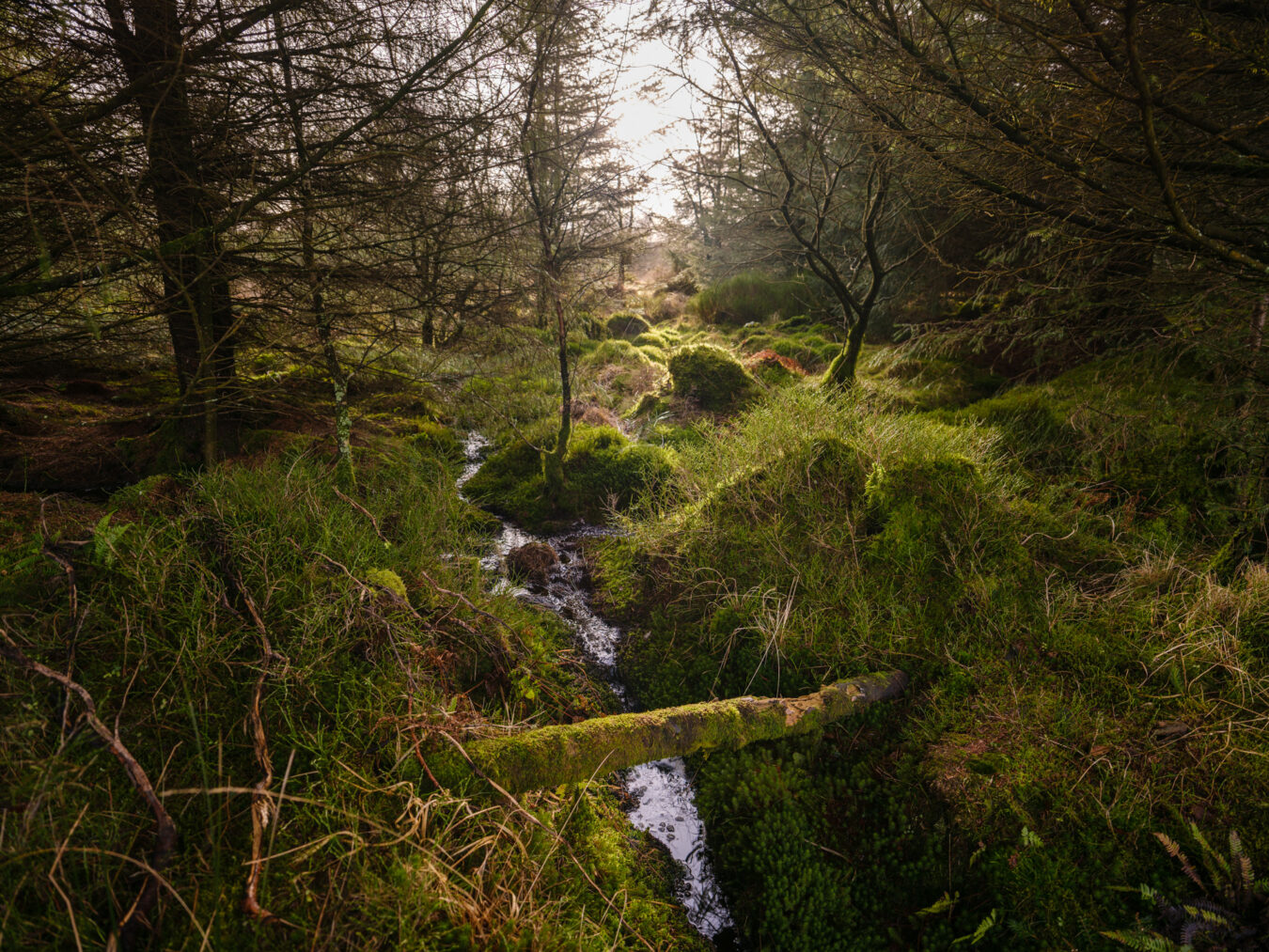 Forest in Bwlch Nant Yr Arian