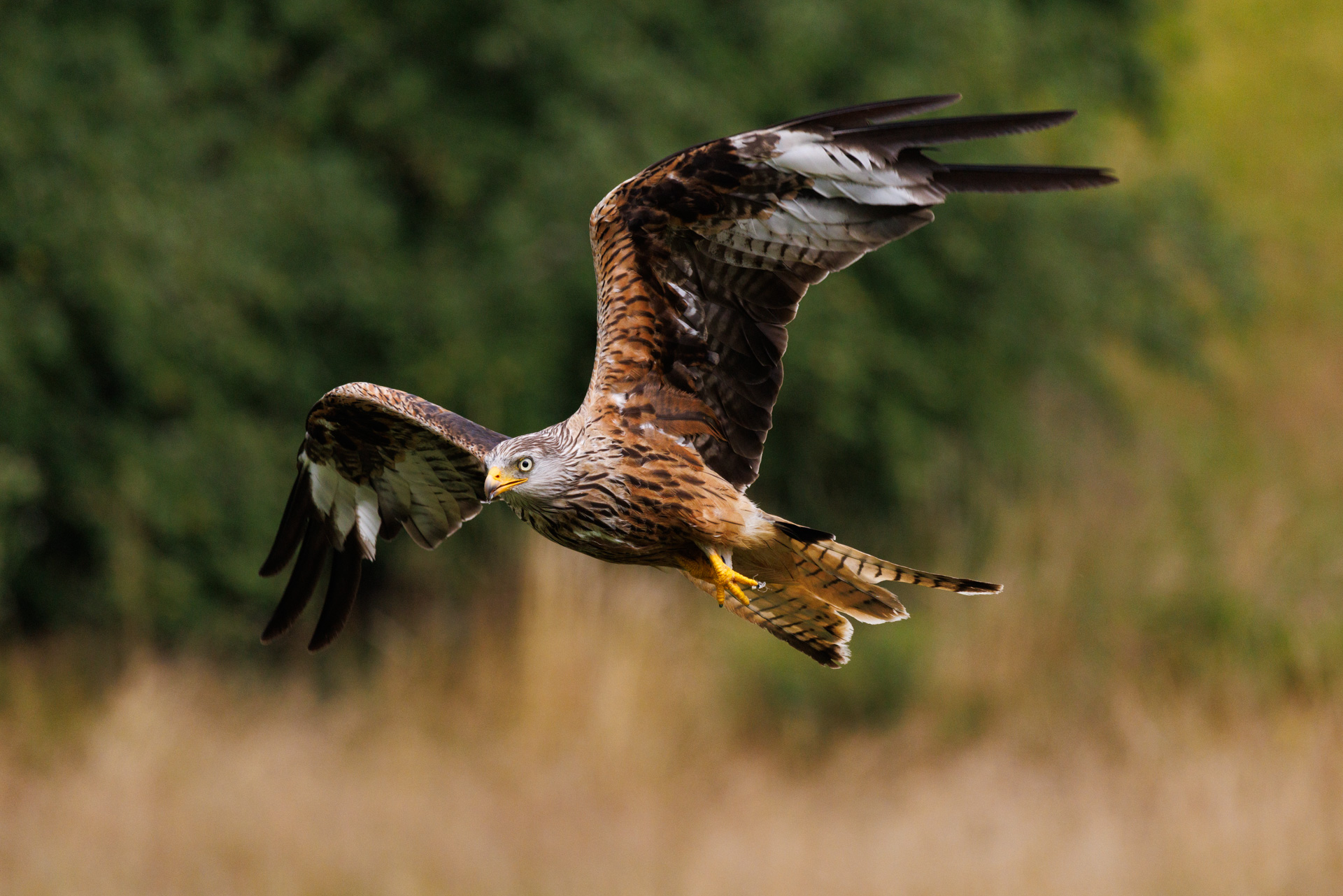 Red kite in flight with trees in the background