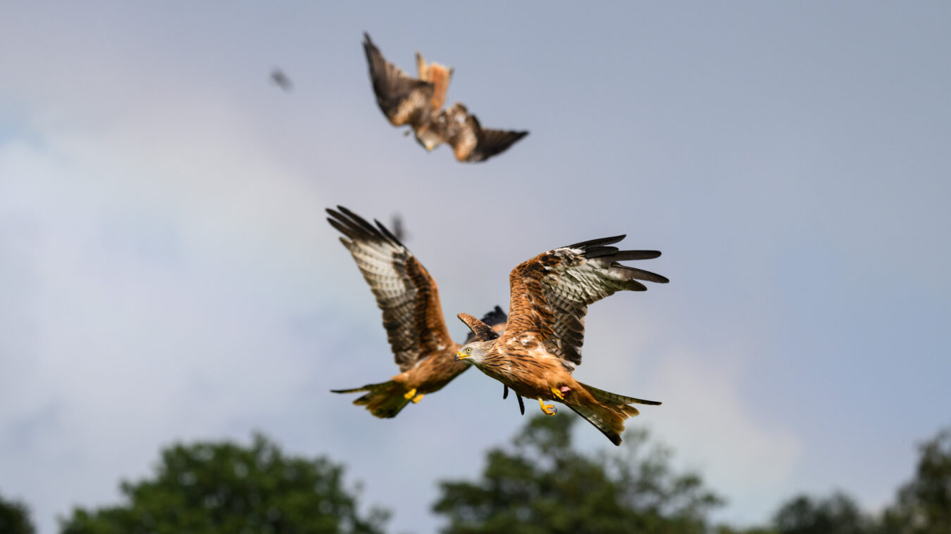 Three red kites in flight with cloudy sky in the background