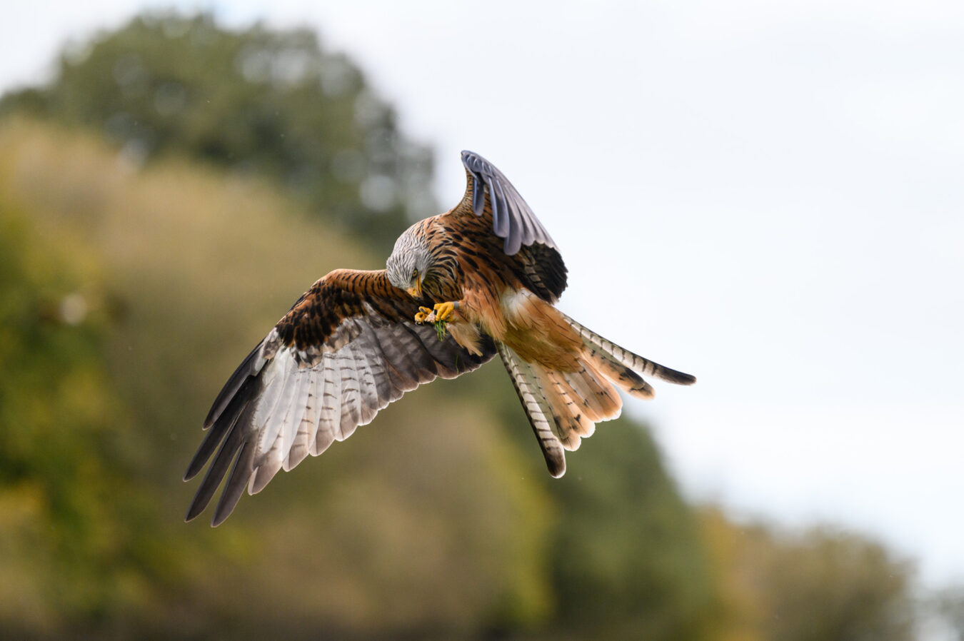 Red kite eating in mid-air