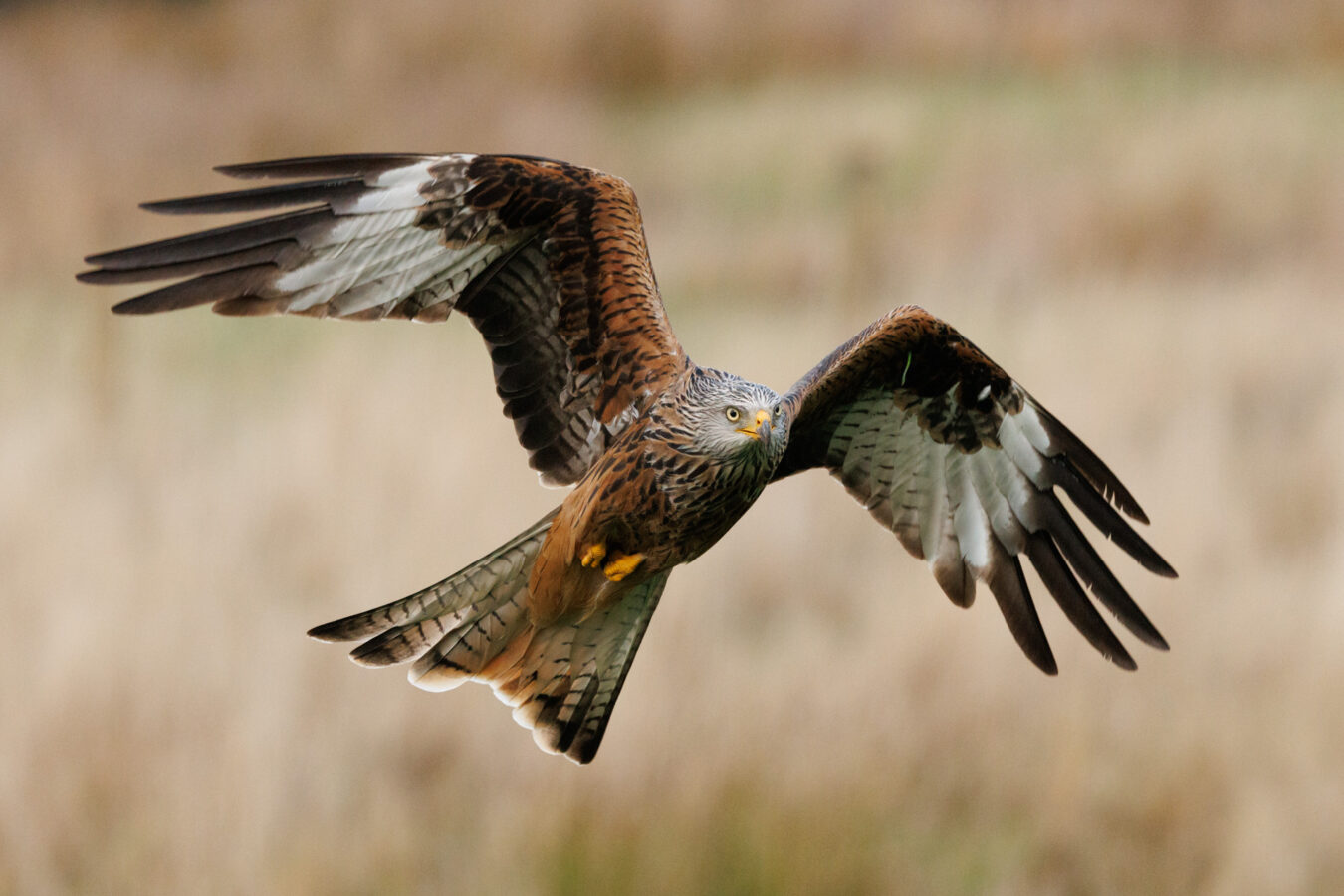 Red kite flying low to the ground