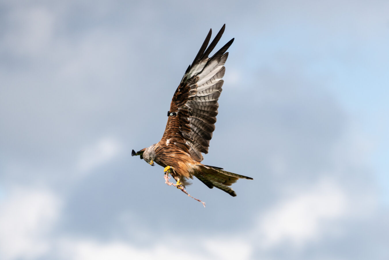 Red kite with meat in its feet