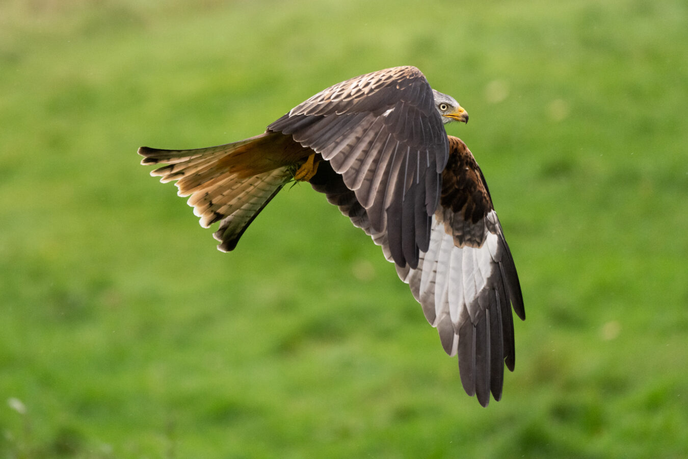 Red kite flying against a green field