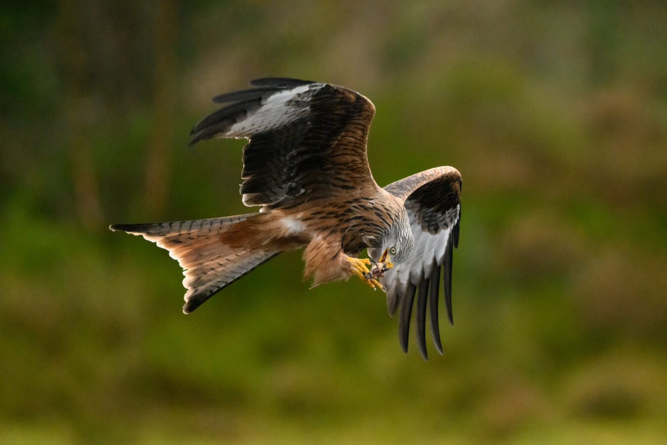 Red kite eating while flying