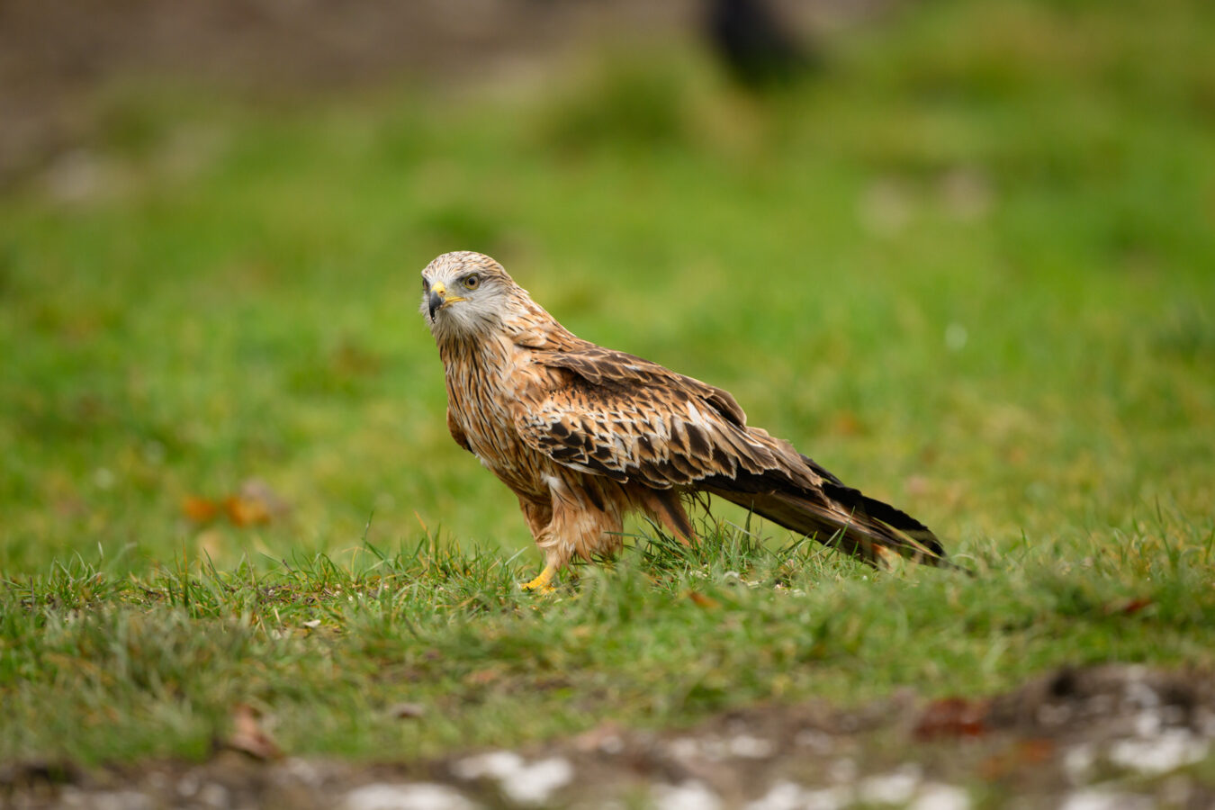 Red kite on the ground