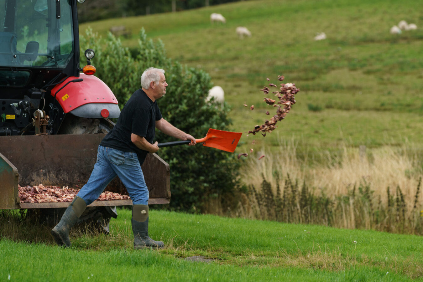 Farmer throwing meat on the ground at Gigrin Farm.