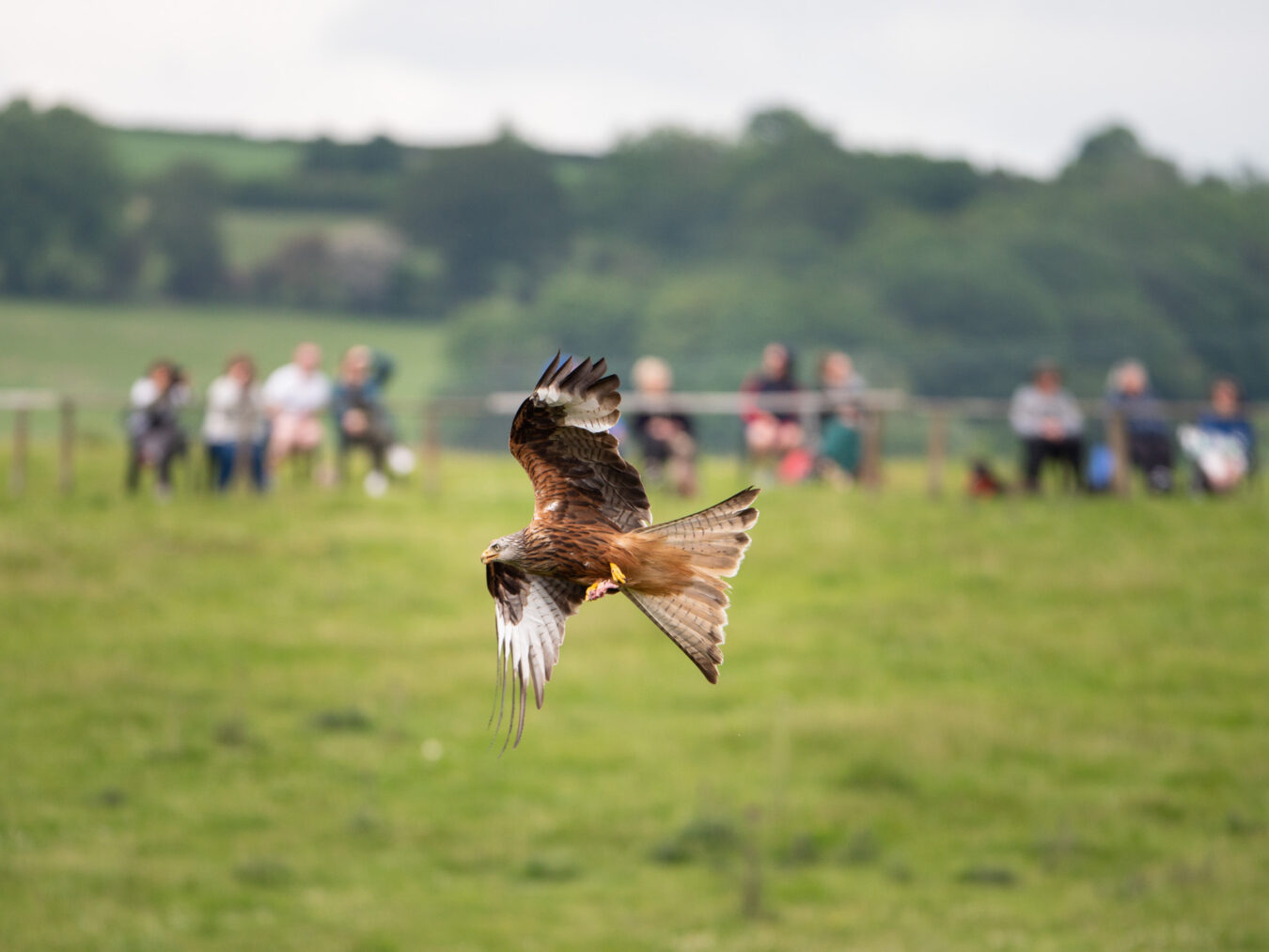 Red Kite flying with spectators in the background at Gigrin Farm