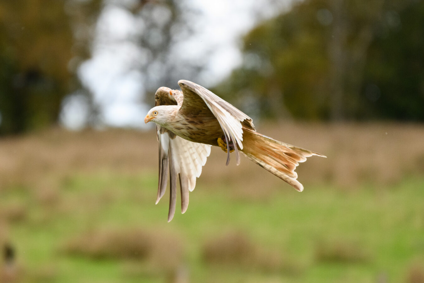 Rare white red kite at Gigrin Farm