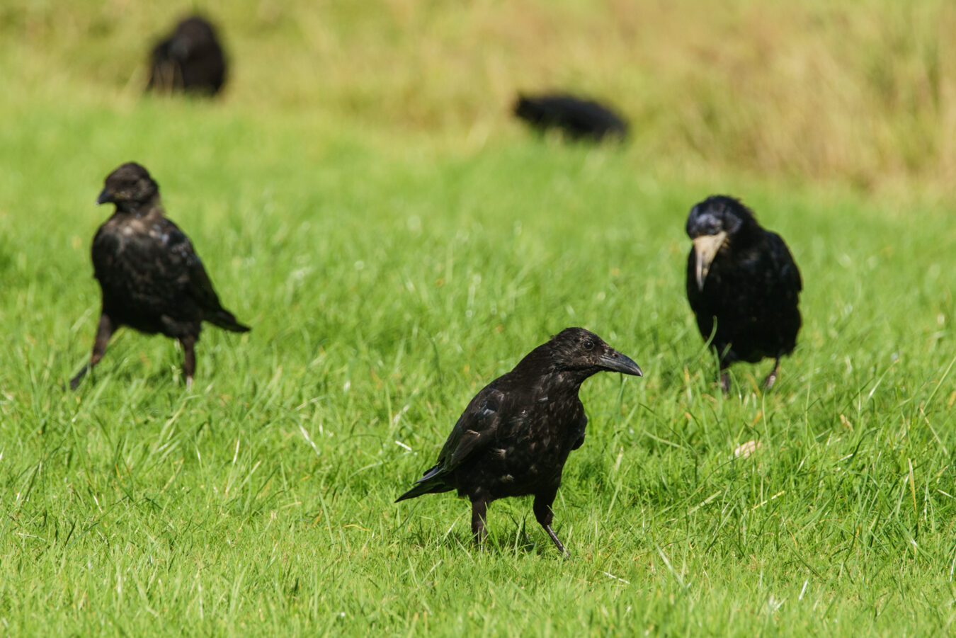 Crows on the field