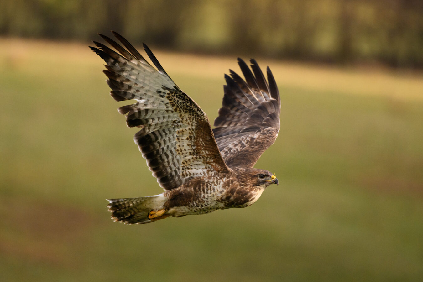 Buzzard in flight