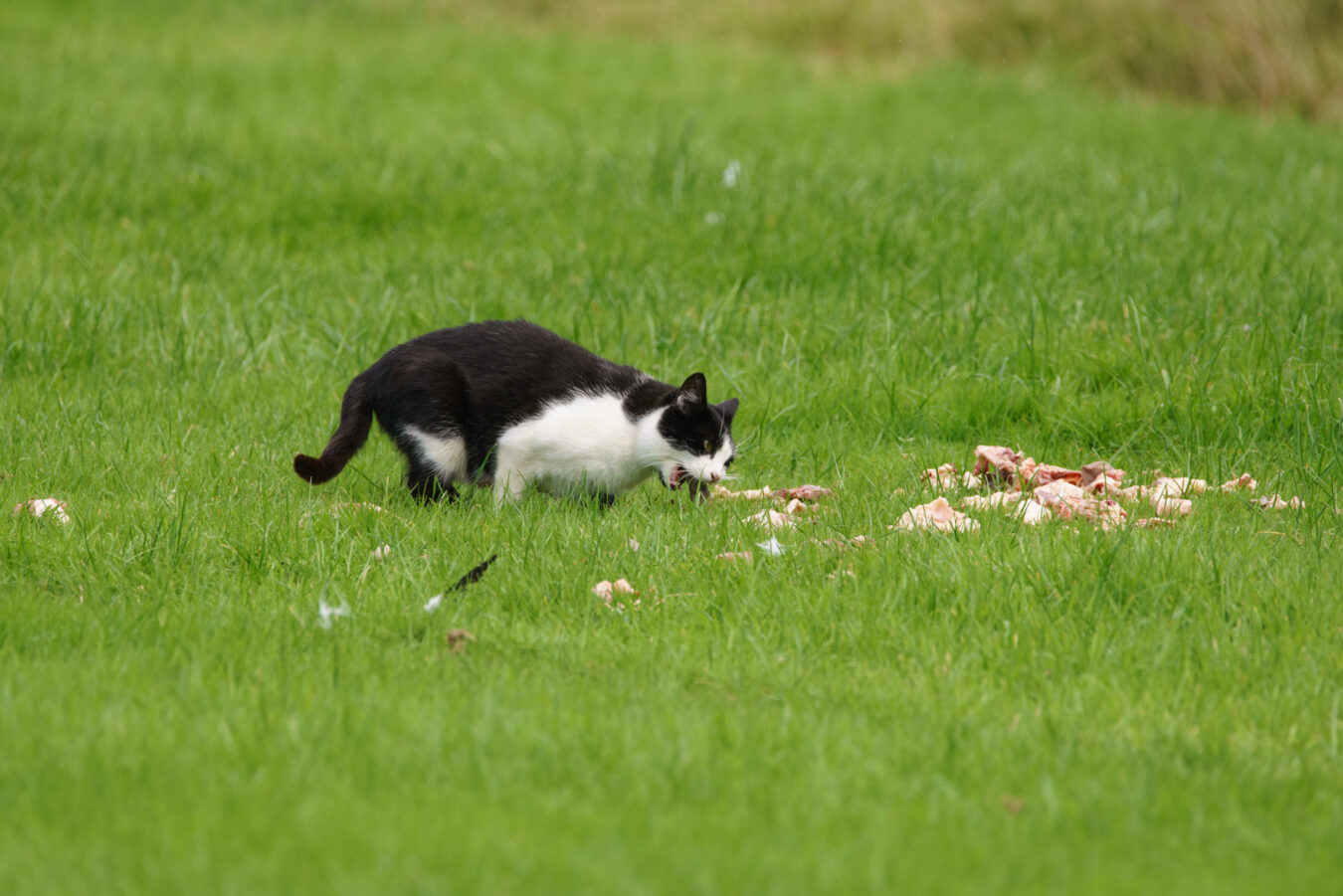 Black and white car eating meat on the field